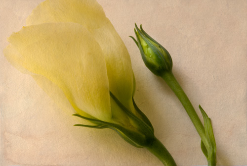 Cut flowers in Leeds&nbsp;Market