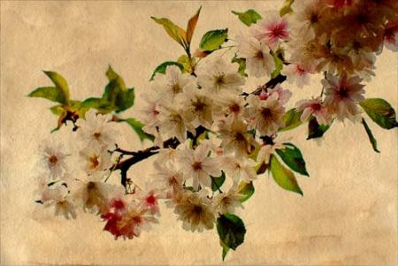 cherry-blossom-antique