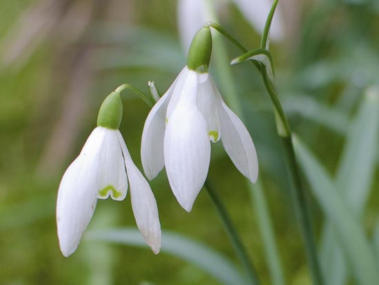 Snowdrops In Leeds