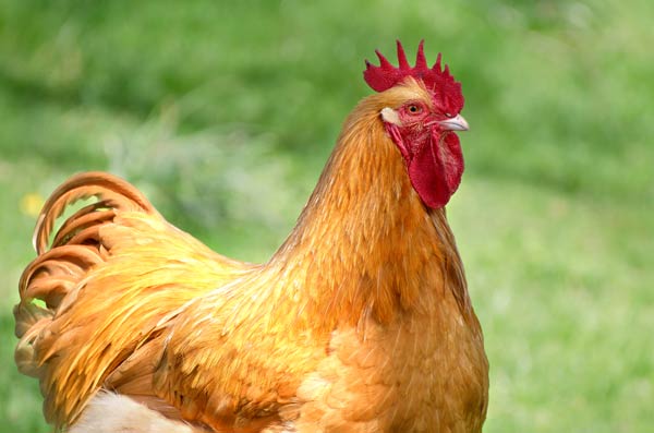 The Equally Proud Cockerel