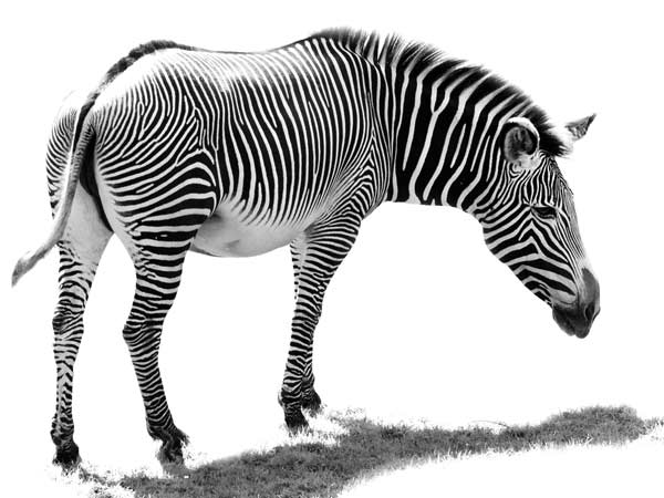 Grévy's zebra