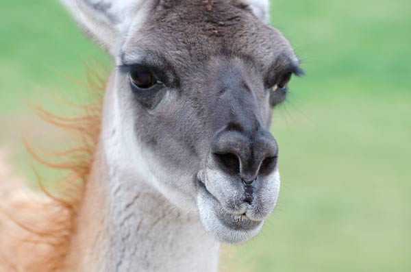 llama