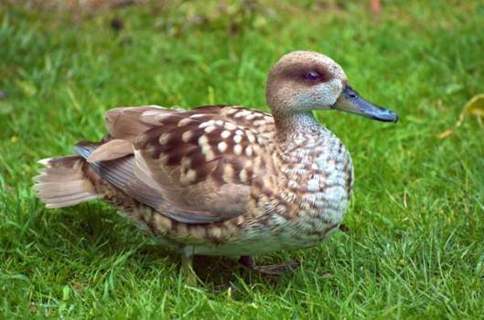 marbled-teal Marbled Teal