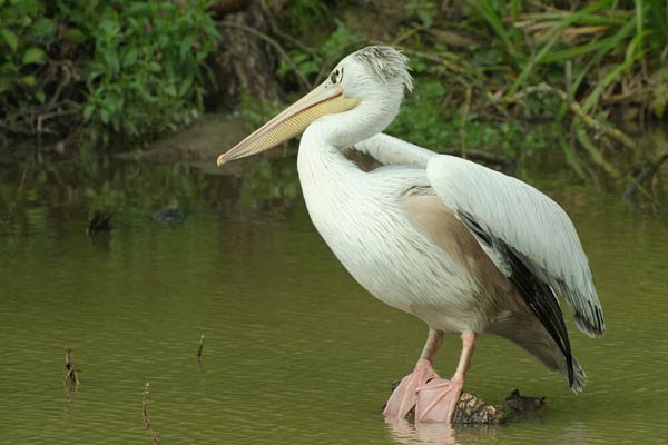 A wonderful bird is the pelican
