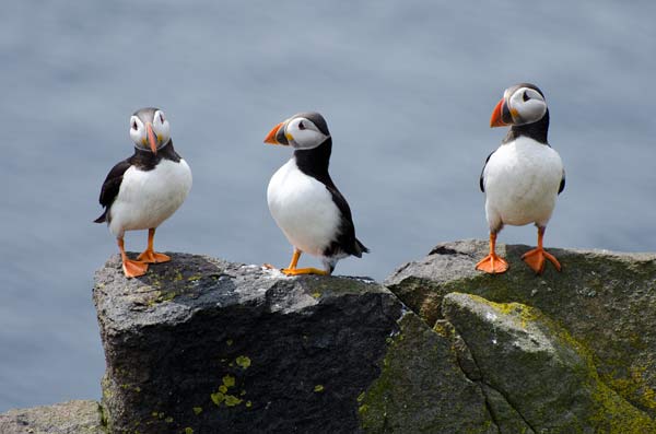 Puffins On The Isle Of May
