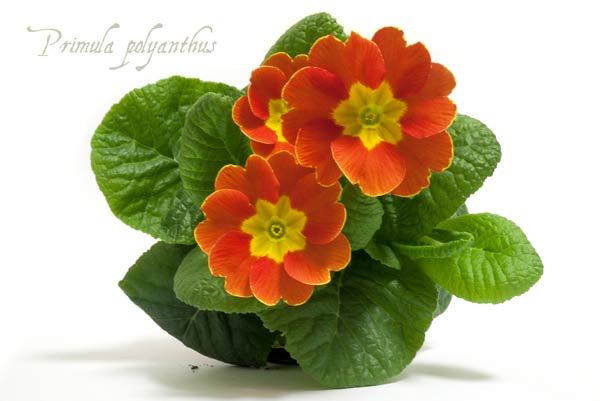 Primula-01291