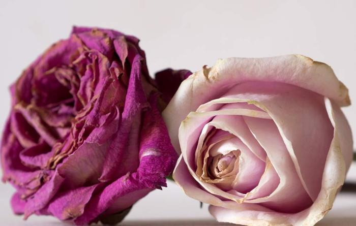 Roses - Nearing The End