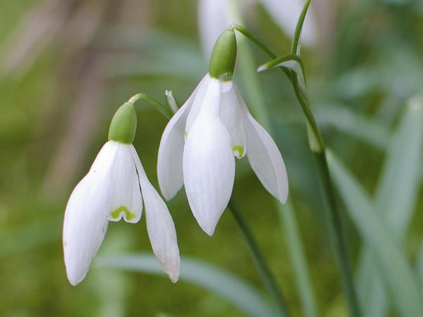 snowdrops-01282