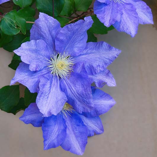 clematis
