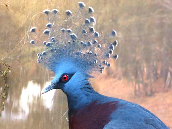 Victoria Crowned Pigeon