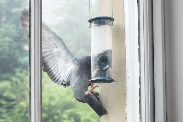 pigeon-defeats-bird-feeder-closeup