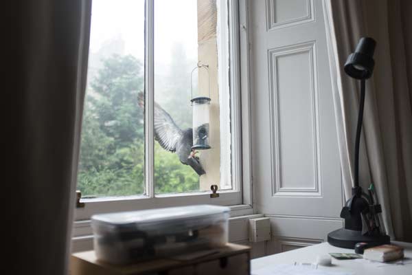 pigeon-defeats-bird-feeder