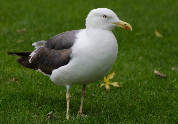 gull