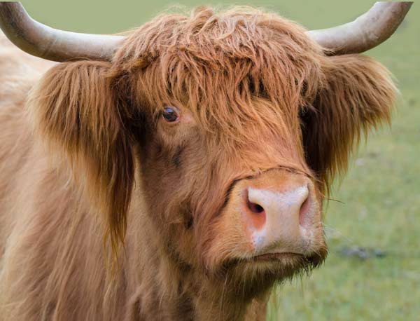 highland-cow