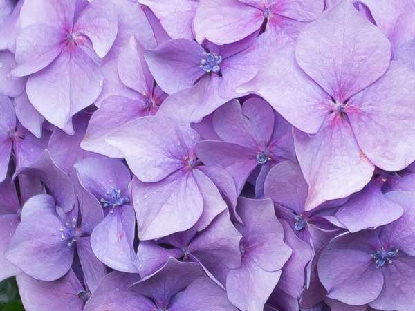 hydrangea-closeup