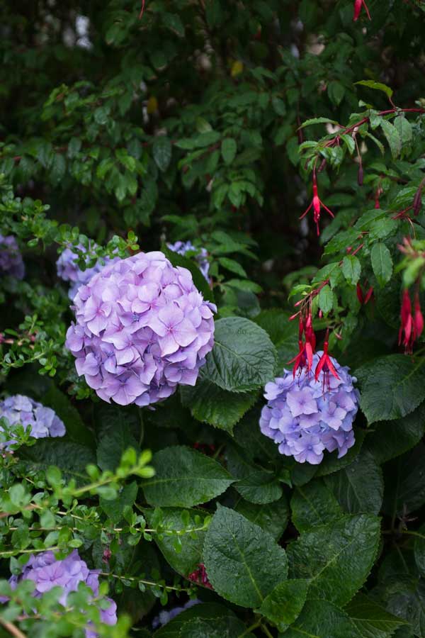 hydrangea