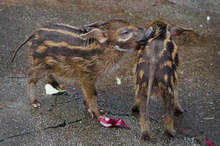 red-river-hoglets