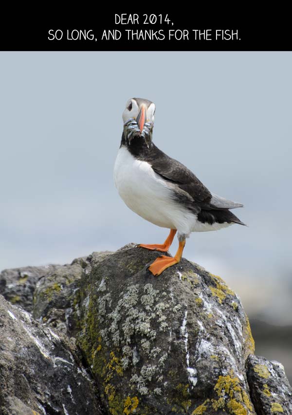 dear-2014-so-long-and-thank-you-for-the-fish