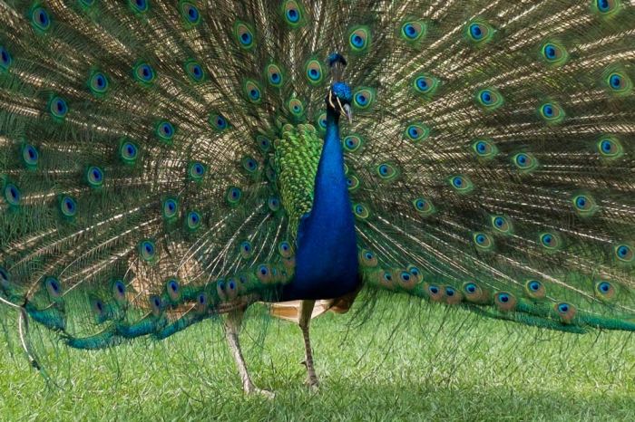 peacock-in-full-display-three-quarter-view