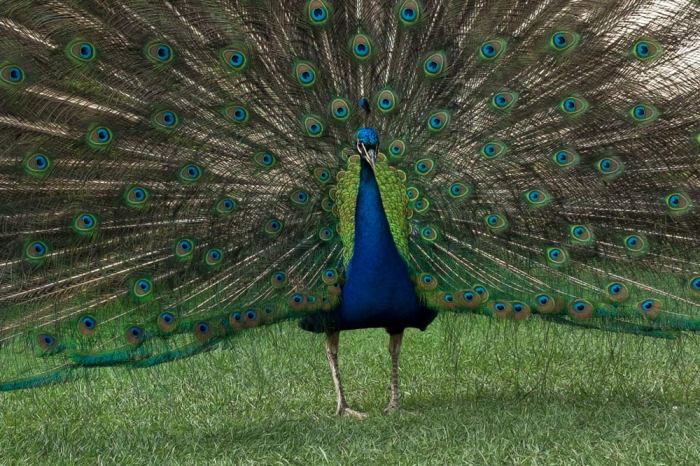 peacock