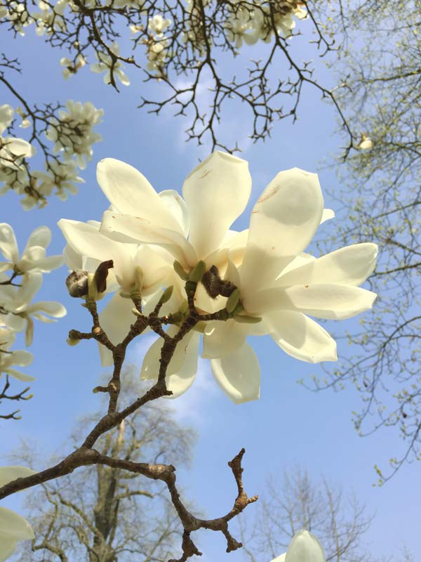 white-magnolia