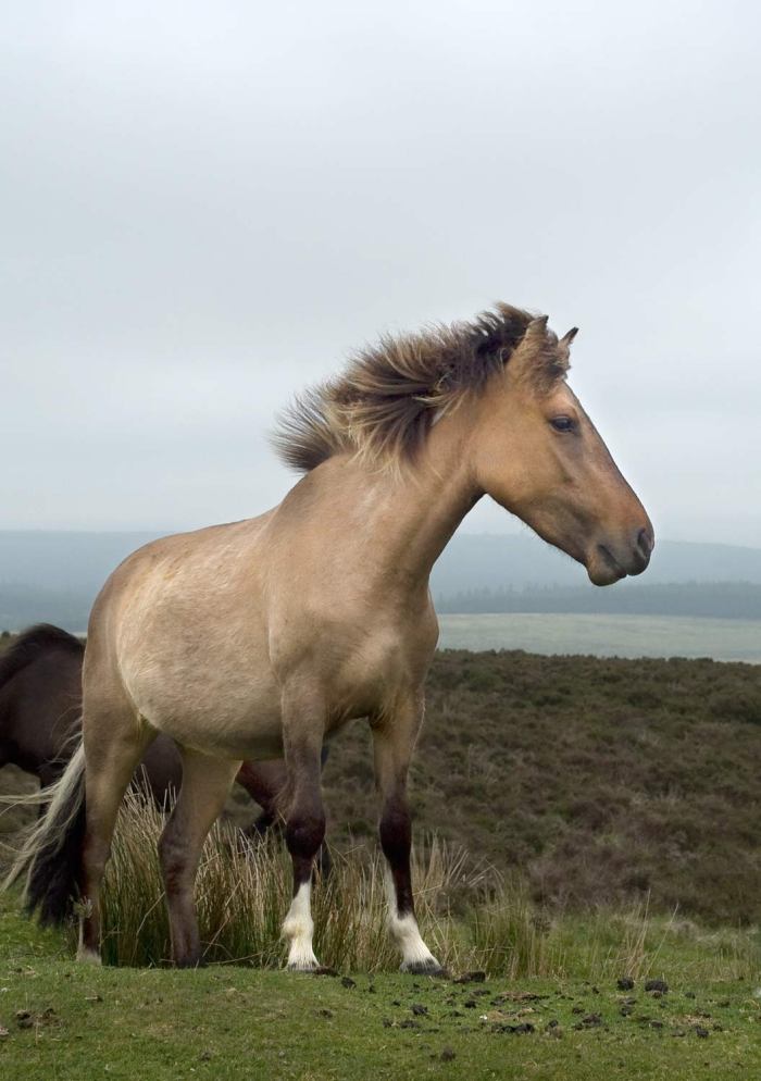 the-call-of-the-wild