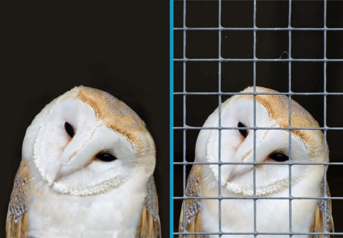 owl-before-and-after
