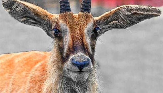 roan-antelope