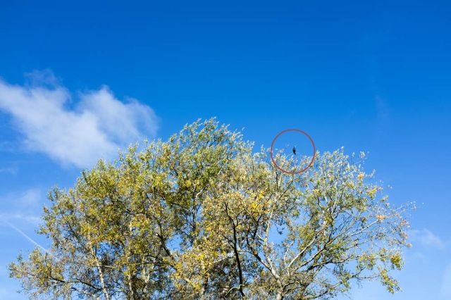 cormorant-in-a-tree-by-the-river-Cam-in-Cambridge