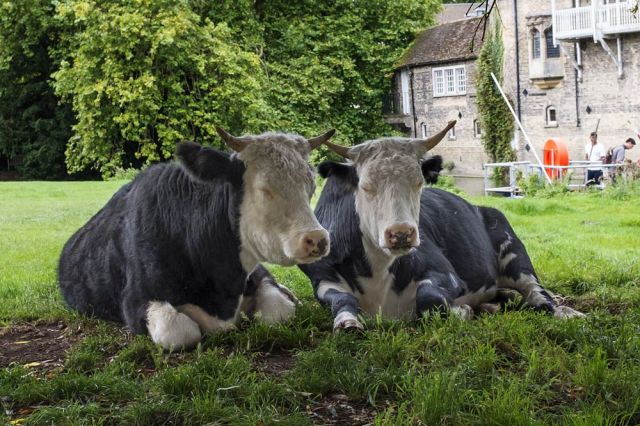 two black and white cows sitting in a field, heads close together