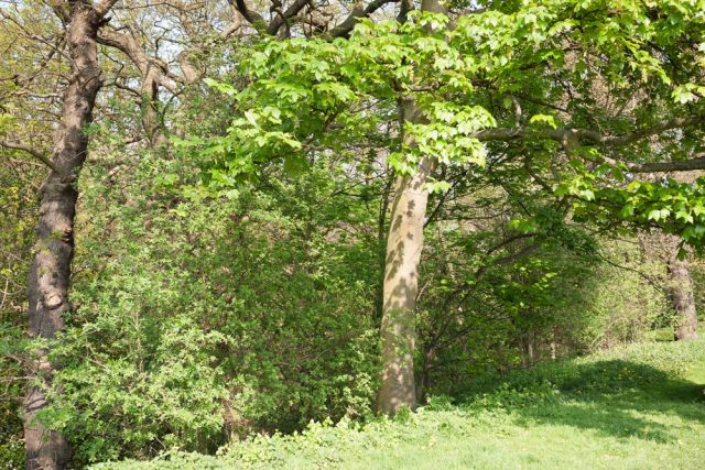 memories of sun on trees and grass