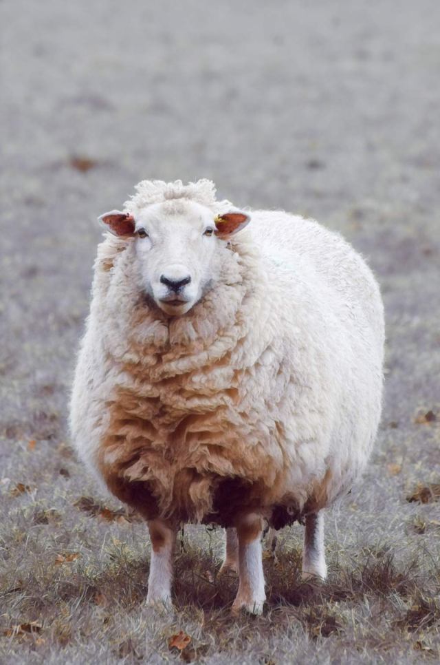 a ewe standing looking at the camera
