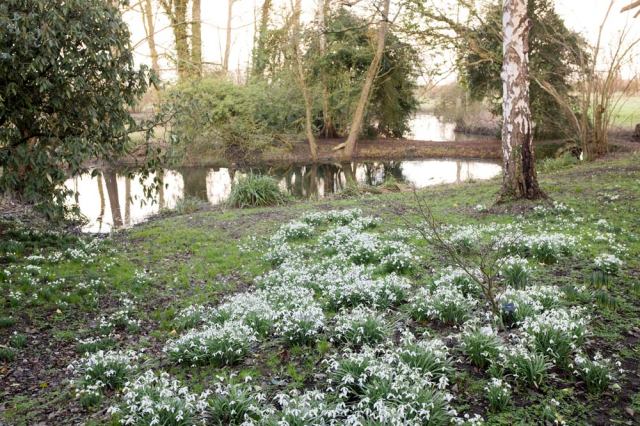 snowdrops a plenty