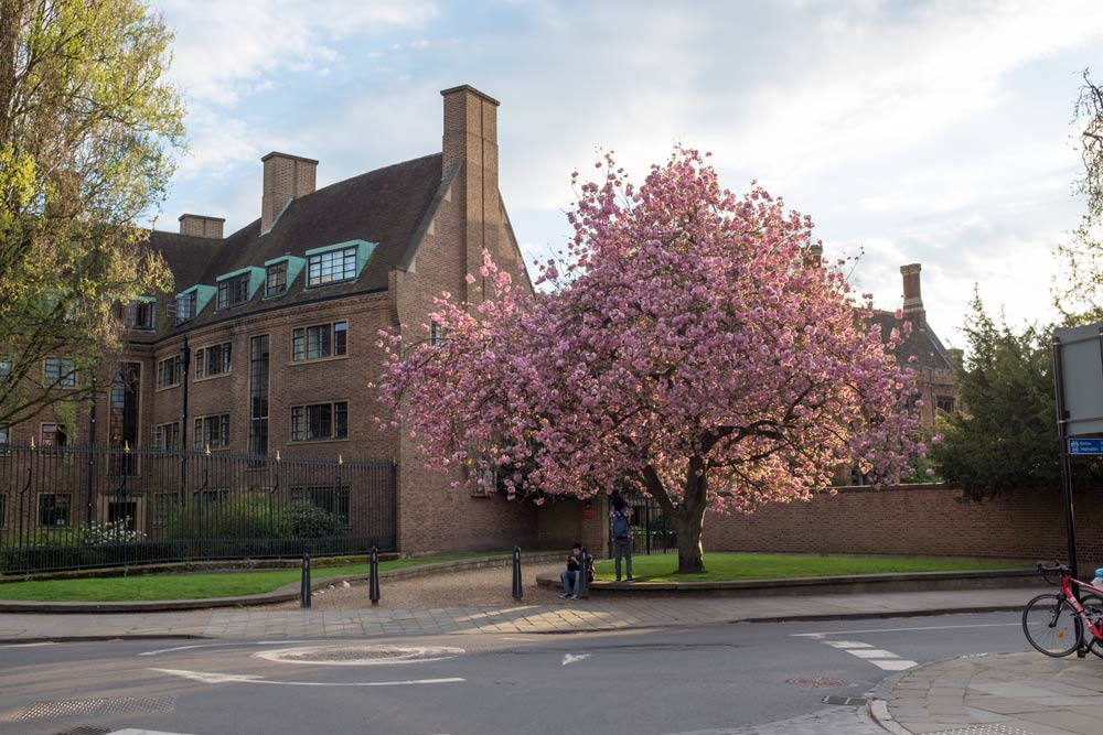 tree in blossom in Cambridge