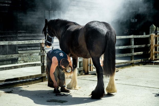 Shoeing Shire Horses On The Wimpole Estate
