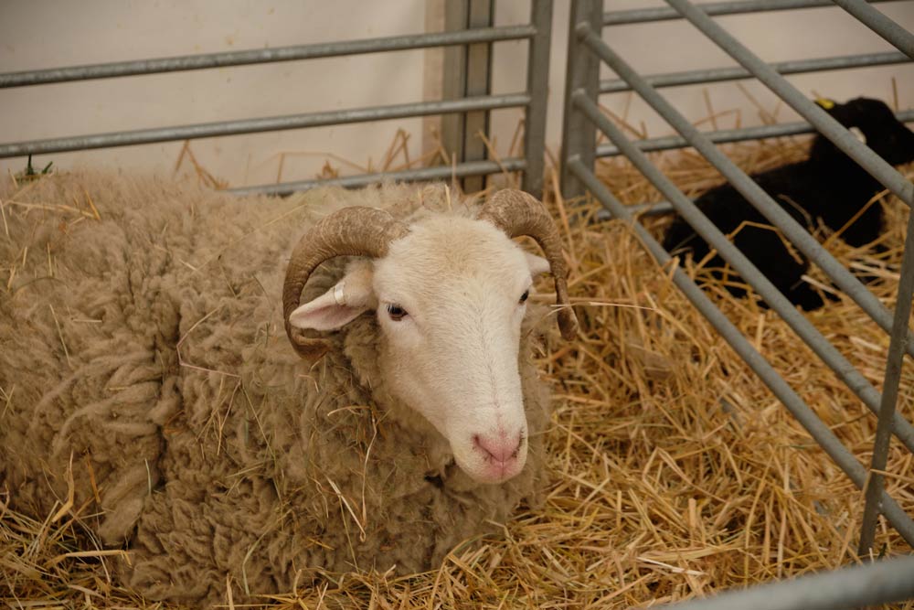 Ewe in pen at Home Farm, Wimpole Hall