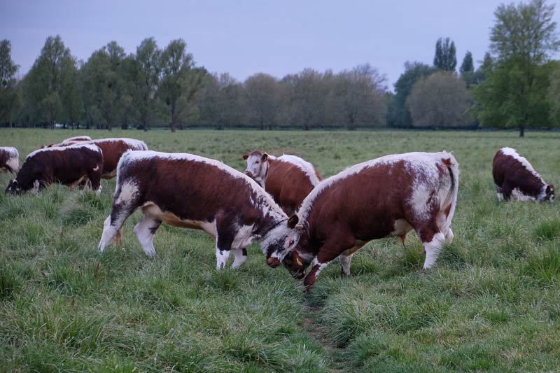 two bullocks pushing head to head