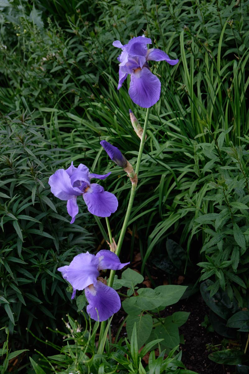 Iris
