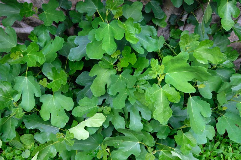 Fig leaves on a tree In the Fellows' Garden at Christ's College, Cambridge
