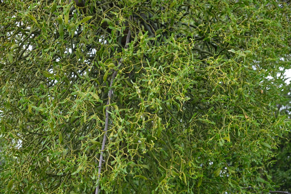 Mistletoe