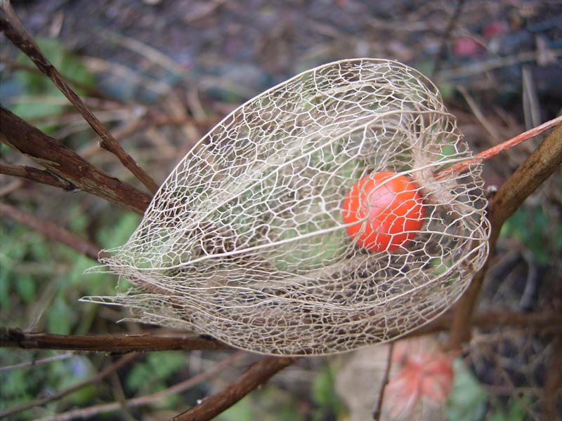 physalis with fruit inside