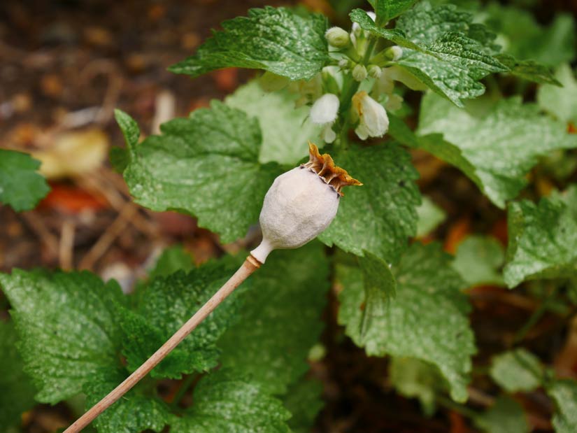 poppy head against leaves