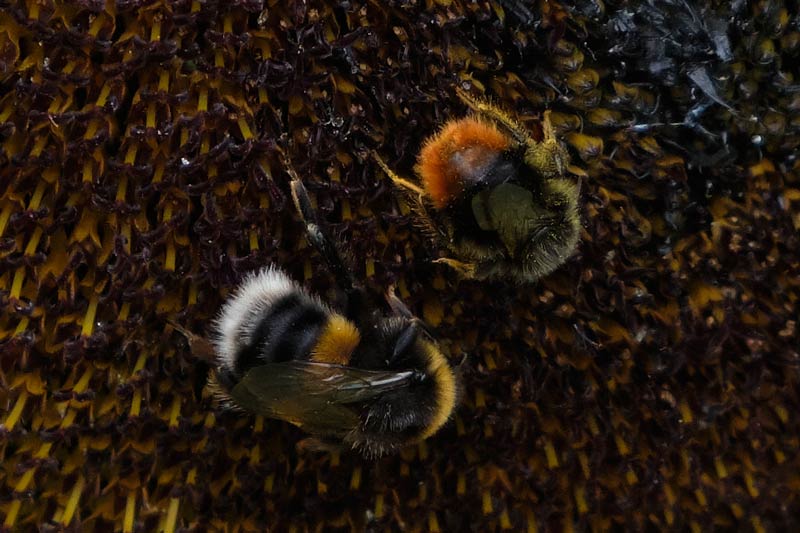 Sunflower head with bees on it - closeup of bees