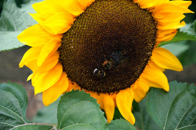 Sunflower head with bees on it