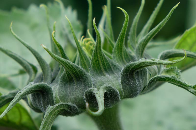 Closeup of a sunflower head viewed from the side before it opens