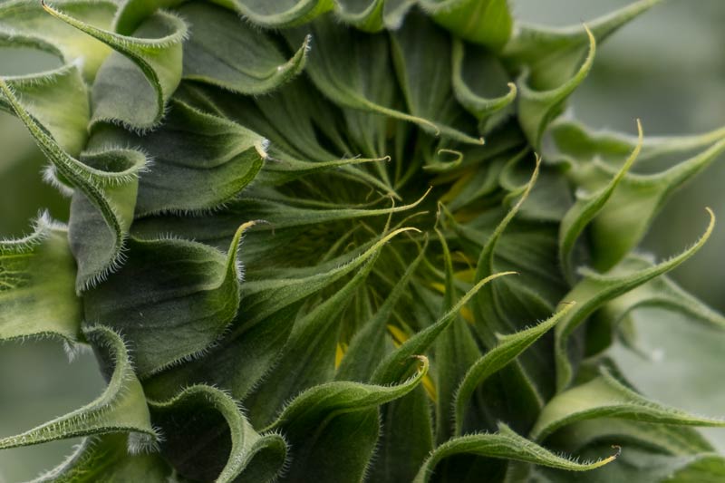 Closeup of a sunflower head before it opens