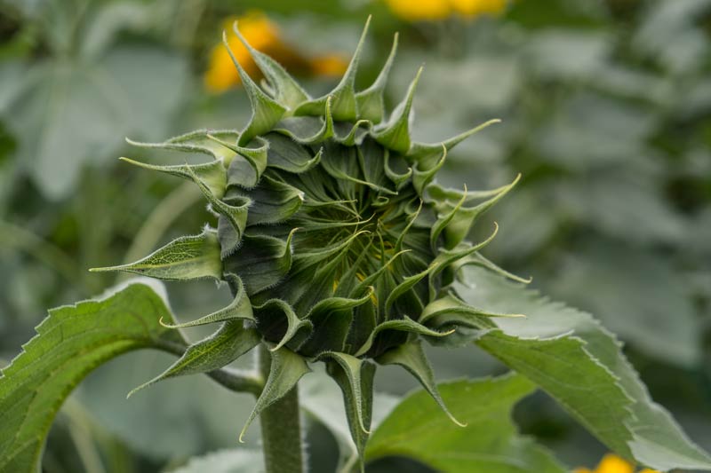 a sunflower head before it opens
