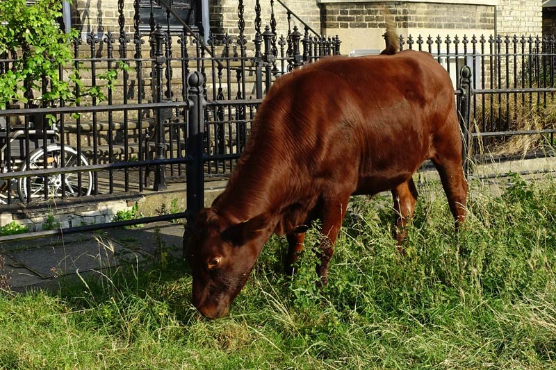 Closeup of cow on Midsummer Common