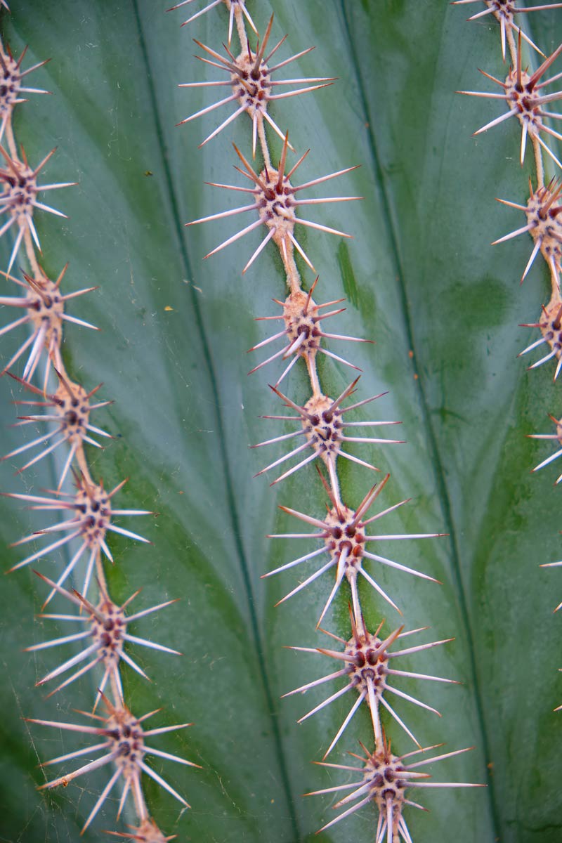 spiky cactus