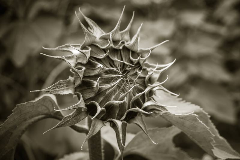 tinted black and white version of a sunflower head before it opens